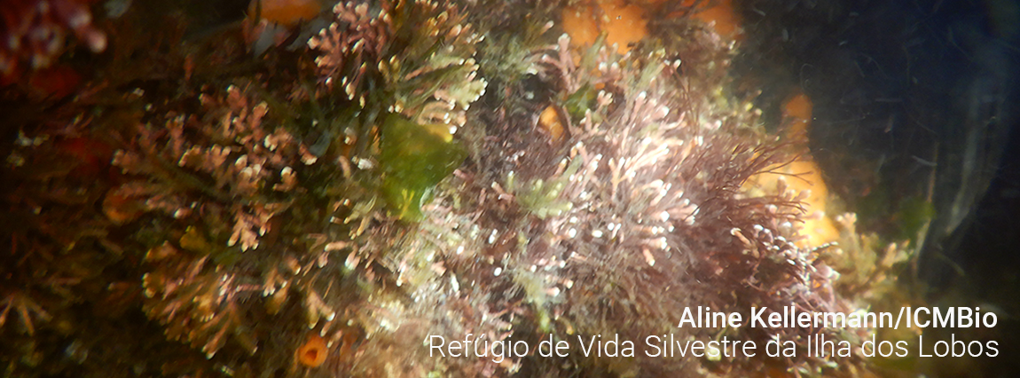 Refúgio de Vida Silvestre da Ilha dos Lobos